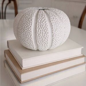 White Textured Decorative Sea Urchin